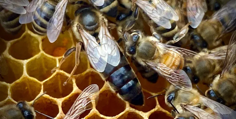 Caucasian Queen – 2026