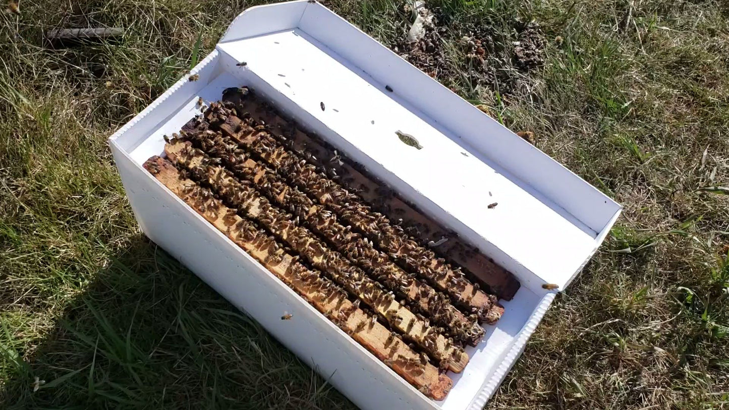 Caucasian Bee Nucleus Colony (Nuc) – 2026