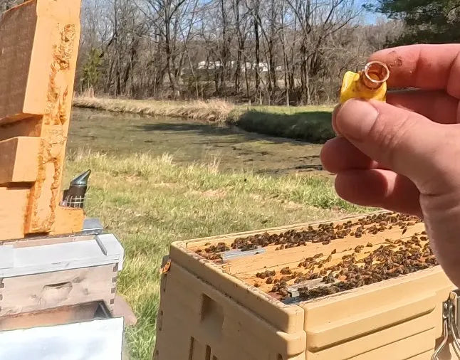Queen Rearing with the Nicot System: Graft-Quality Queens, Hands-On Class (4/25/26)