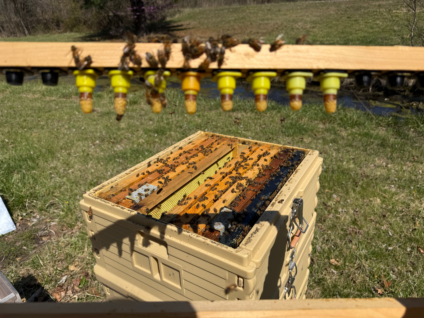 Queen Rearing with the Nicot System: Graft-Quality Queens, Hands-On Class (4/25/26)