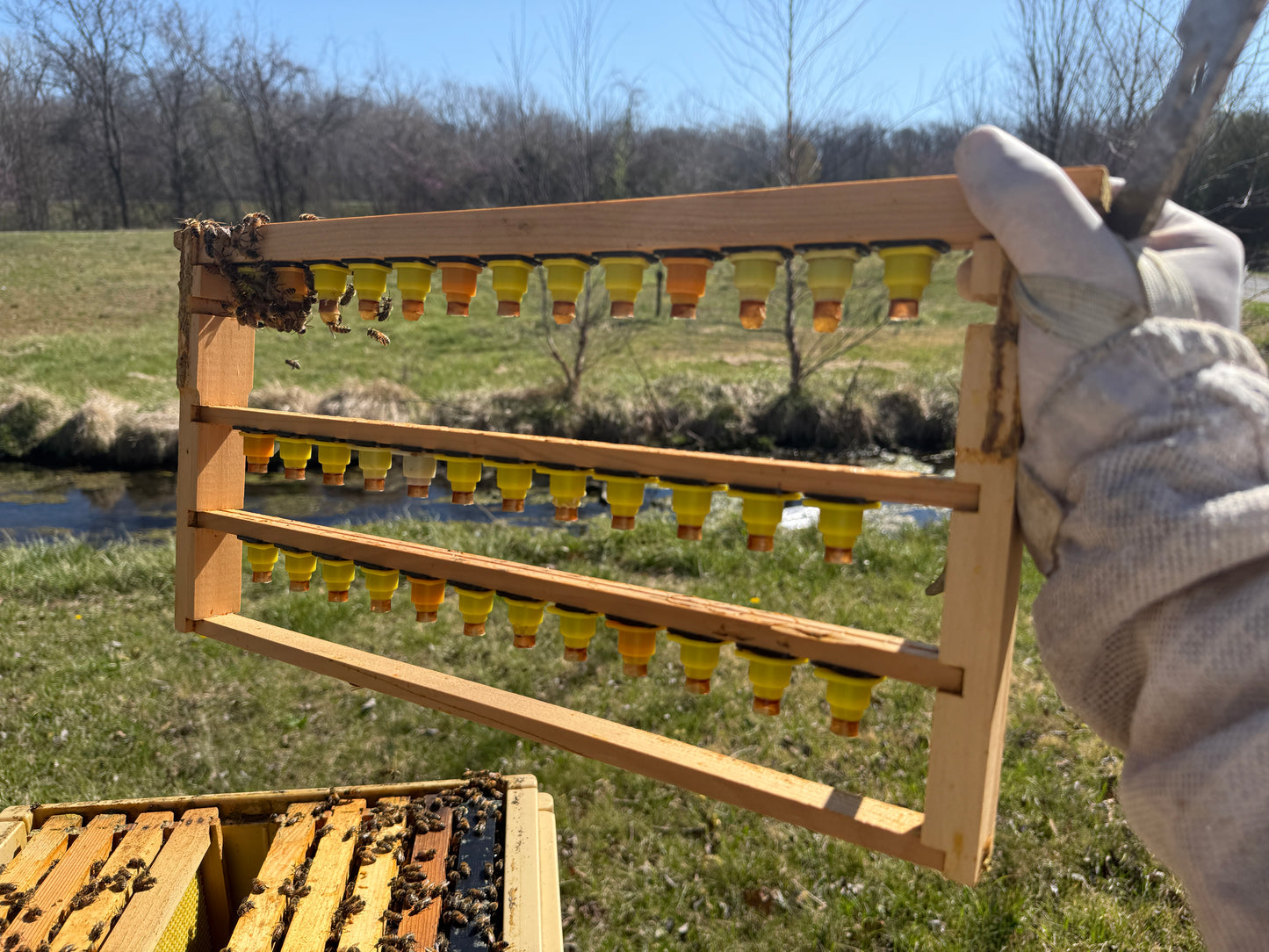 Queen Rearing with the Nicot System: Graft-Quality Queens, Hands-On Class (4/25/26)