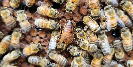 Italian Bee Nucleus Colony (Nuc) – Spring 2025