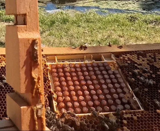 Queen Rearing with the Nicot System: Graft-Quality Queens, Hands-On Class (4/25/26)